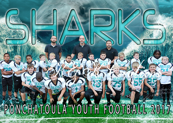 5X7 PYF SHARKS TEAM