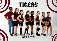 5X7 TIGERS G7-8 ANITA PALMER TEAM