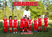 5X7 SHARKS TEAM PELTIER