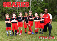 SHARKS - Coach Ryan Joseph