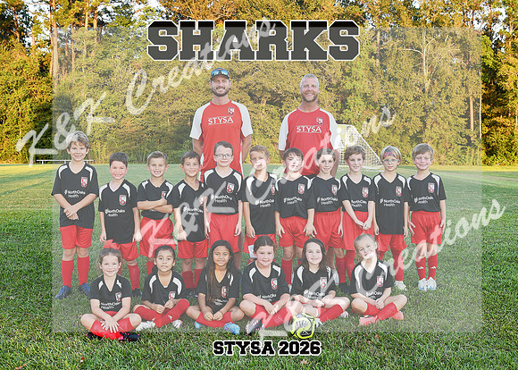 5X7 SHARKS 7-8U STYSA TEAM