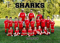 5X7 SHARKS COACH LANE GABRIEL TEAM